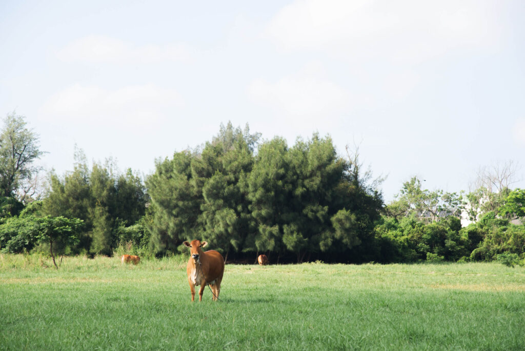 金門景點 私房景點
